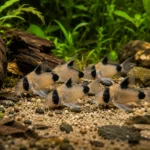 Corydoras Panda - Image 3