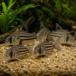 Corydoras Venezuelanus - Image 3