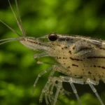 Gamba Amano - Image 2