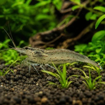 Gamba Amano