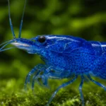 Gamba Blue Dream - Image 2