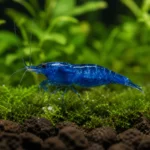 Gamba Blue Dream