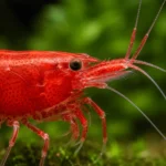Gamba Cherry Red - Image 2