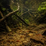 Gamba Cherry Red - Image 5