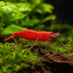 Gamba Cherry Red