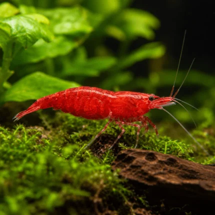 Gamba Cherry Red