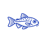 Corydoras