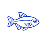 Tetras