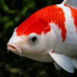 Koi Kohaku - Image 2