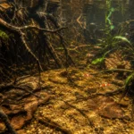 Koi Kohaku - Image 5