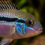Kribensis - Image 2