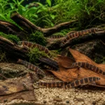 Kuhli Loach - Image 3