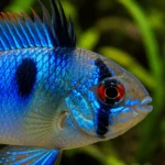 Ramirezi Electric Blue - Image 2