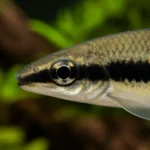 Siamese Algae Eater - Image 2