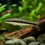 Siamese Algae Eater