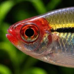 Tetra Nariz Borracha - Image 2