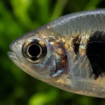 Tetra Fantasma Negro - Image 2