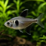 Tetra Fantasma Negro